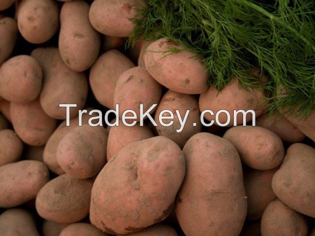 Potatoes from Pakistan