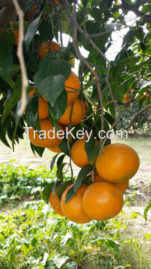 Best A Grade Oranges