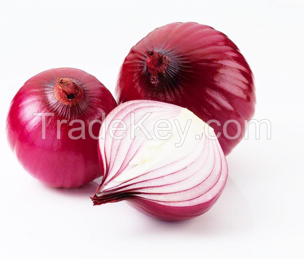 Export Quality Onion