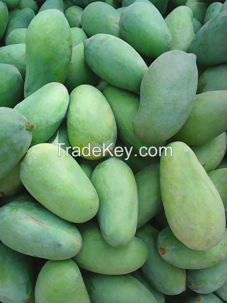 Green Chaunsa Mangoes from Pakistan