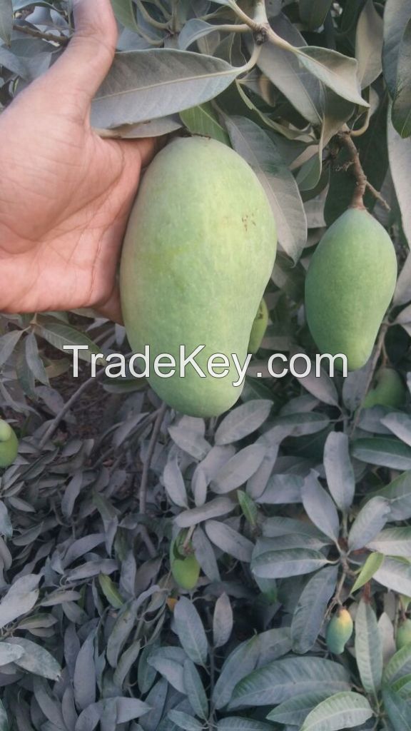 Green Chaunsa Mangoes from Pakistan