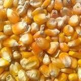 Yellow Corn