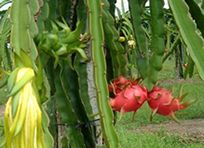 Fresh Dragon Fruit