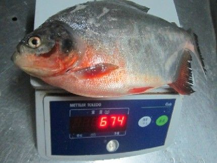 Pomfret-Red (Colossoma Brachypomum)