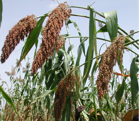 sorghum