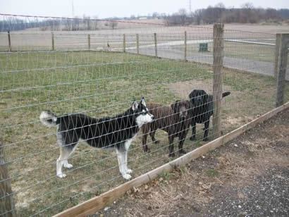 V Mesh Fence - The Safest Fence for Horses & Dogs