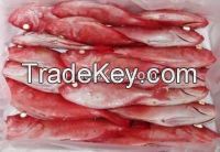 Red Fresh Frozen Grouper Fish WHOLE ROUND