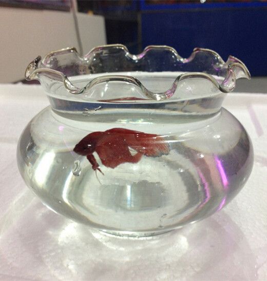 Aquarium Accessories  Fish Bowl