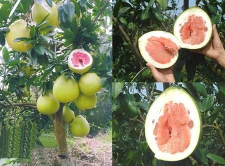 Fresh fruits-Honey Pomelo from origin