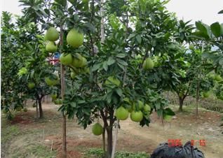 Fresh fruits-Honey Pomelo from origin