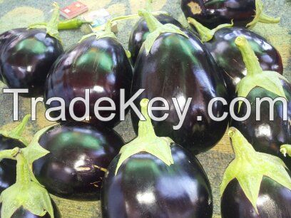 Fresh Eggplant