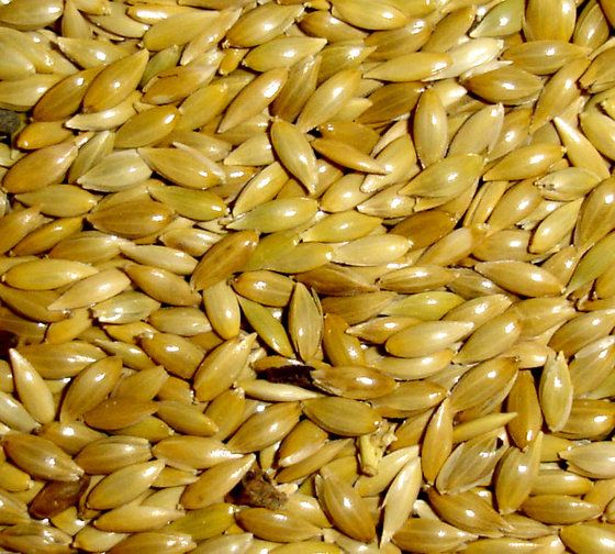 Canary Seed