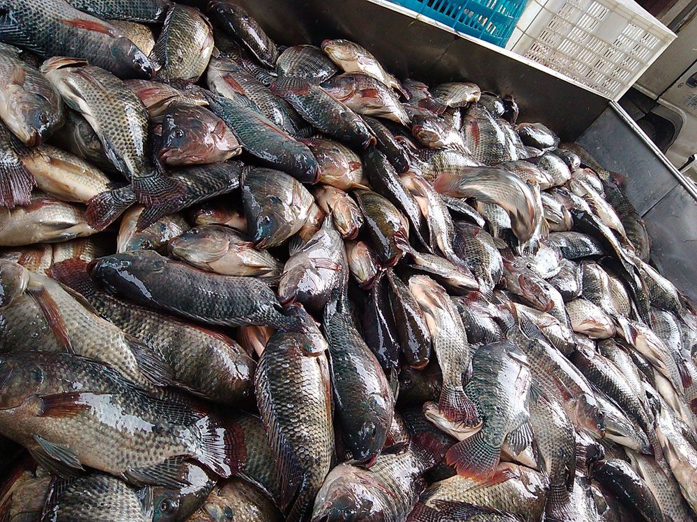 Whole Round Tilapia