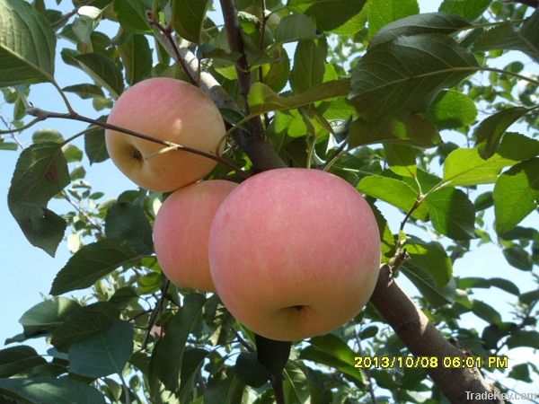 Fresh fuji apple