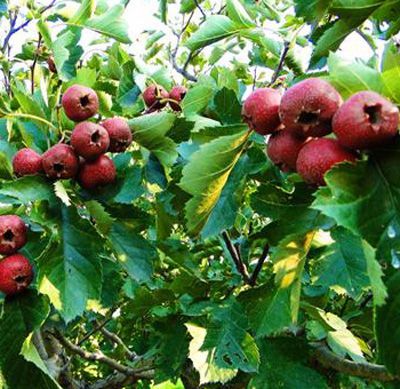 Hawthorn Leaf Extract 