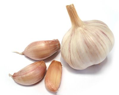 Garlic Extract