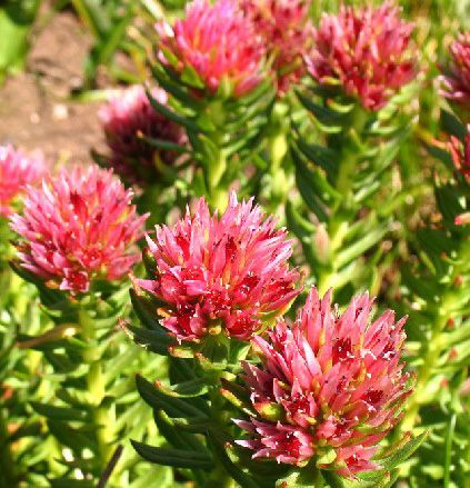 Rhodiola Rosea P.E.