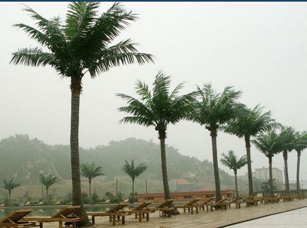 Whole sales artificial fake big coconut tree made in China,decorative artificial fake big coconut tree made in China