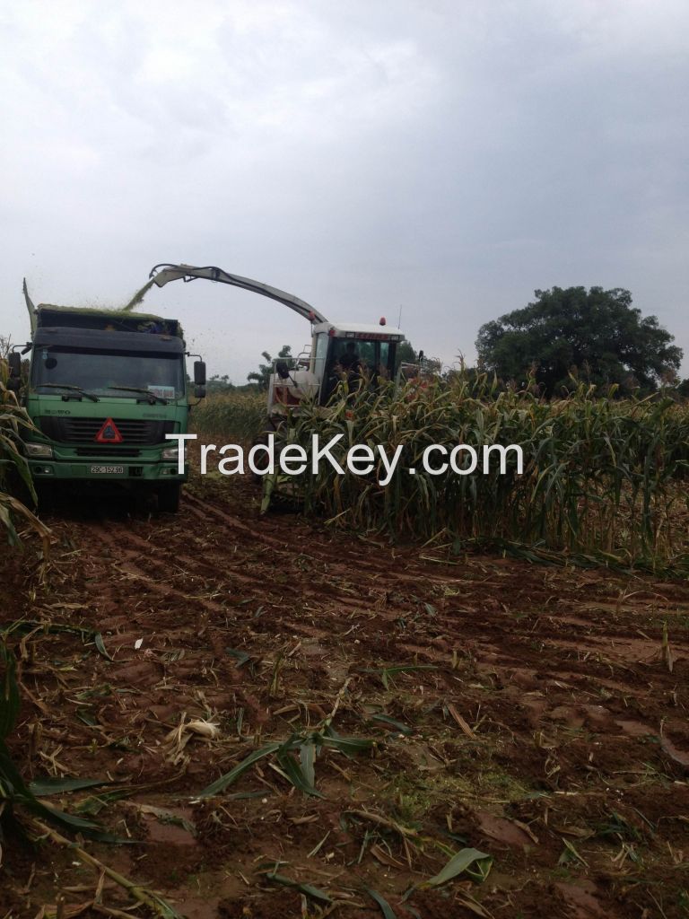 corn silage for cattle