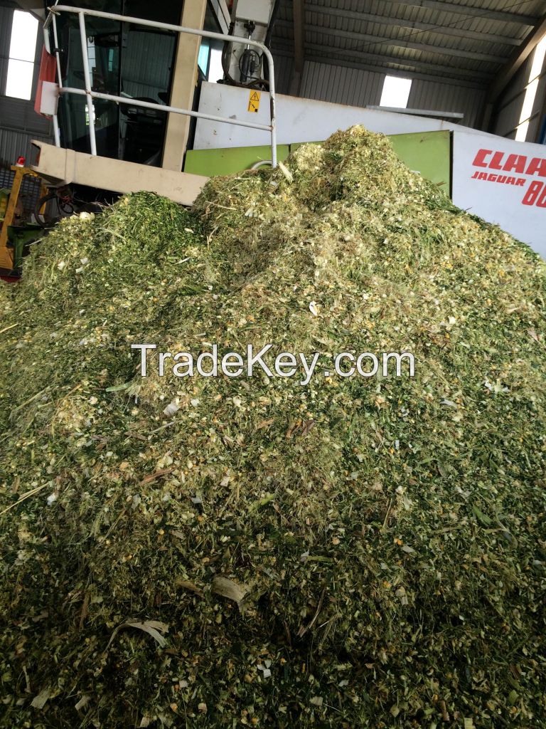 corn silage for cattle