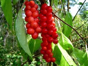 Schisandra extract