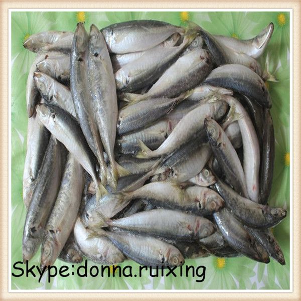 Blue round scad(Decapterus Maruadsi) whole round wholesale