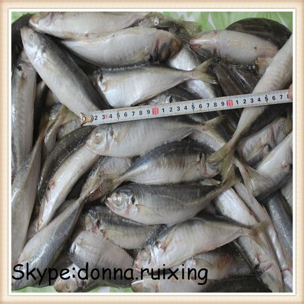 Blue round scad(Decapterus Maruadsi) whole round wholesale