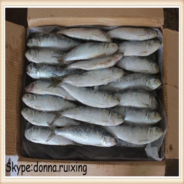 Frozen sardine fish(sardinella longiceps) W/R for canned mill