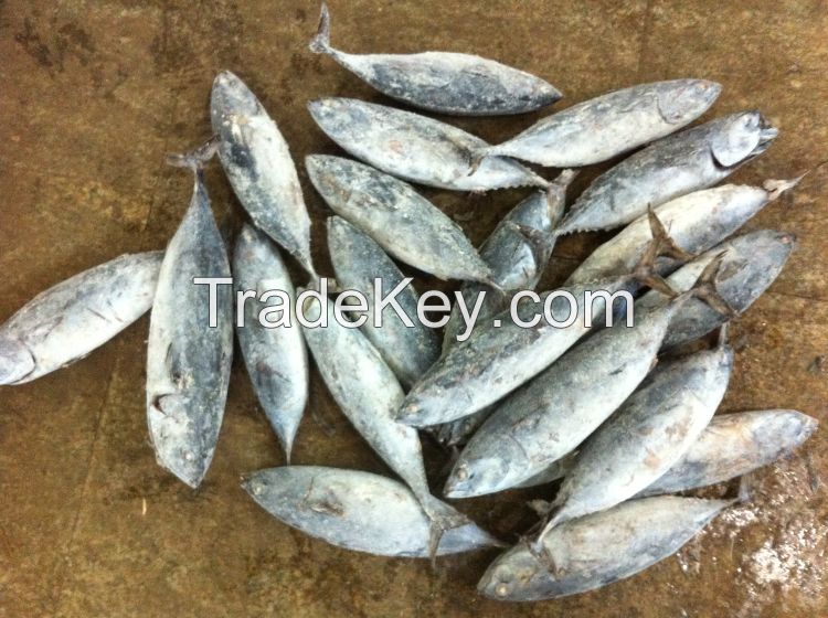 Frozen bonito tuna bonito fish wholesale