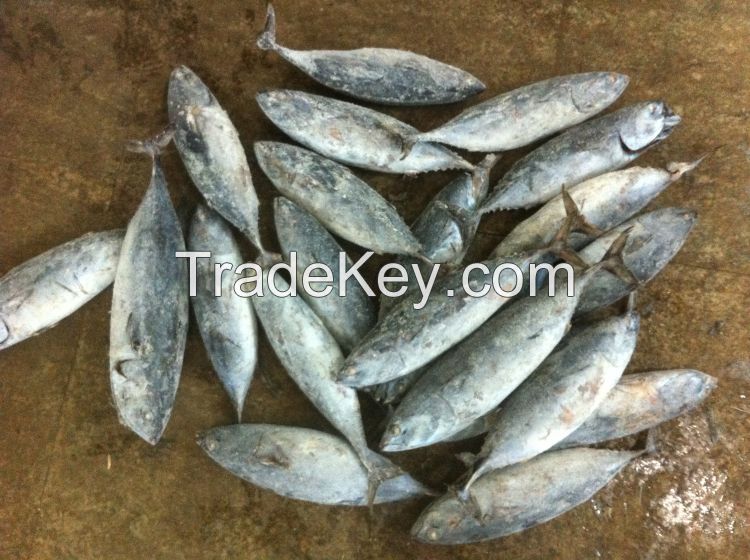 Frozen bonito tuna bonito fish wholesale