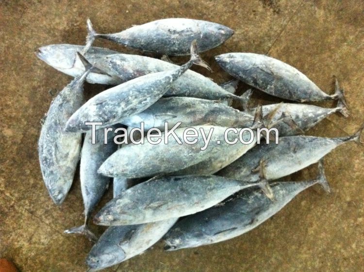 Frozen bonito tuna bonito fish wholesale