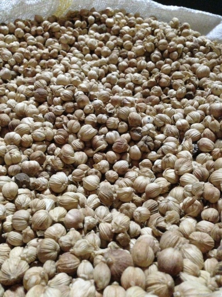 white cardamom