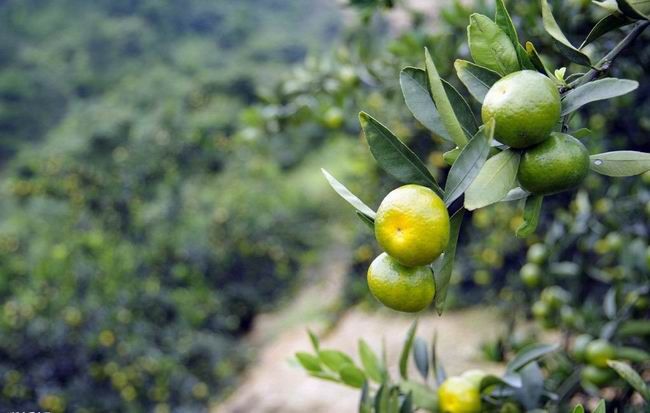 Sweet fresh nanfeng oranges wholesale