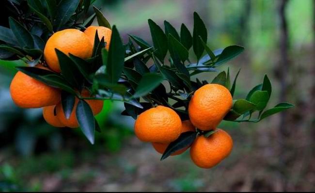 Fresh china orange and mandarine