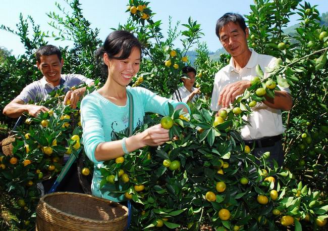 Best selling fresh chinese mandarin oranges