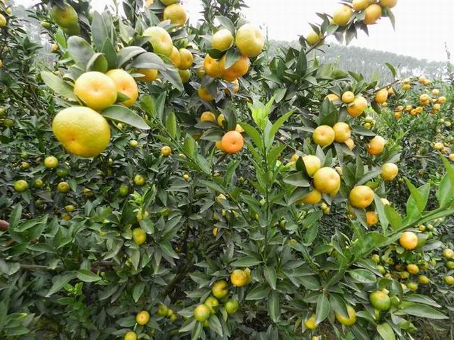 Sweet fresh nanfeng oranges wholesale