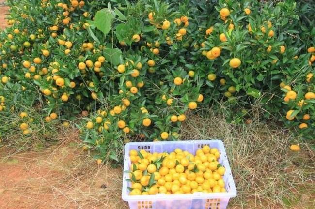 Fresh sweet tangerine mandarin orange