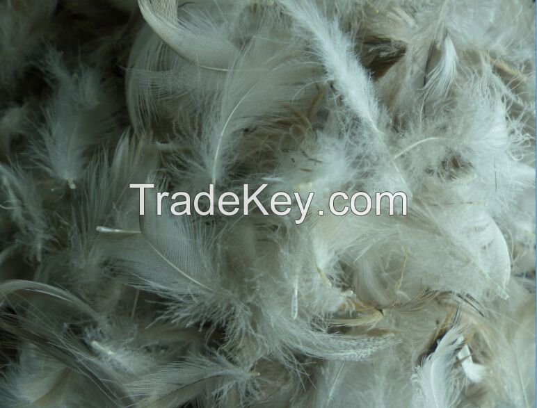 Hot SellingWashed White/Grey Duck Feather for Filling Sofa, Cushion, Bedding Products