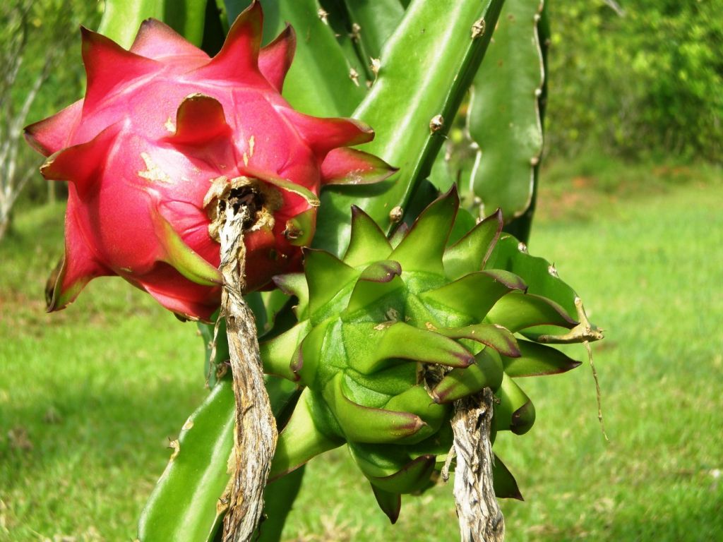 high quality fresh Red Dragon Fruit 