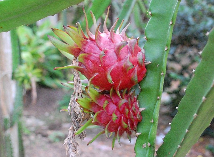 high quality fresh Red Dragon Fruit 