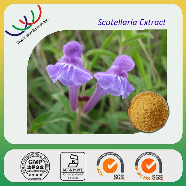 free sample GMP manufacturer organic natural baicalin radix scutellariae extract