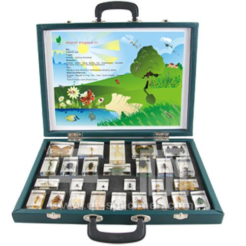 1707Qianfan Animal Kingdom (I) Intelligence Kids Specimen Teaching Aids for Children