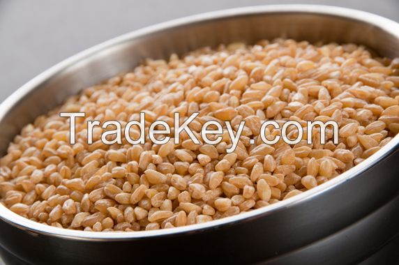 Durum wheat, Grano 