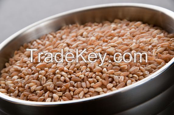 Farro Wheat