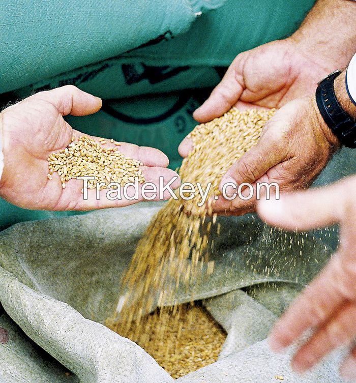 Wheat Grains at lower prices, High Quality Wheat Grain for both Feed and Human Consumption  