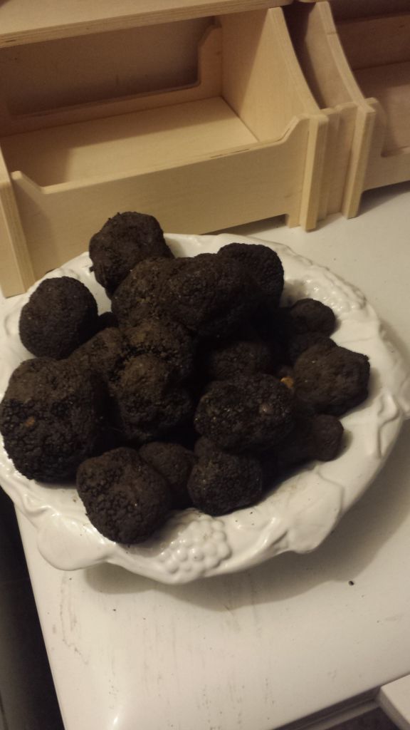 Fresh Black Truffle selected HIGH QUALITY by KING TRUFFLE