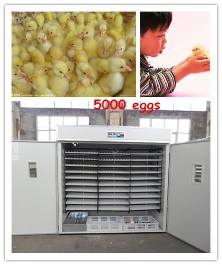 Top selling fully automatic eggs incubator in Kenya/5000 eggs incubator