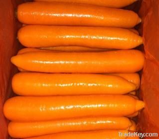 Fresh carrot