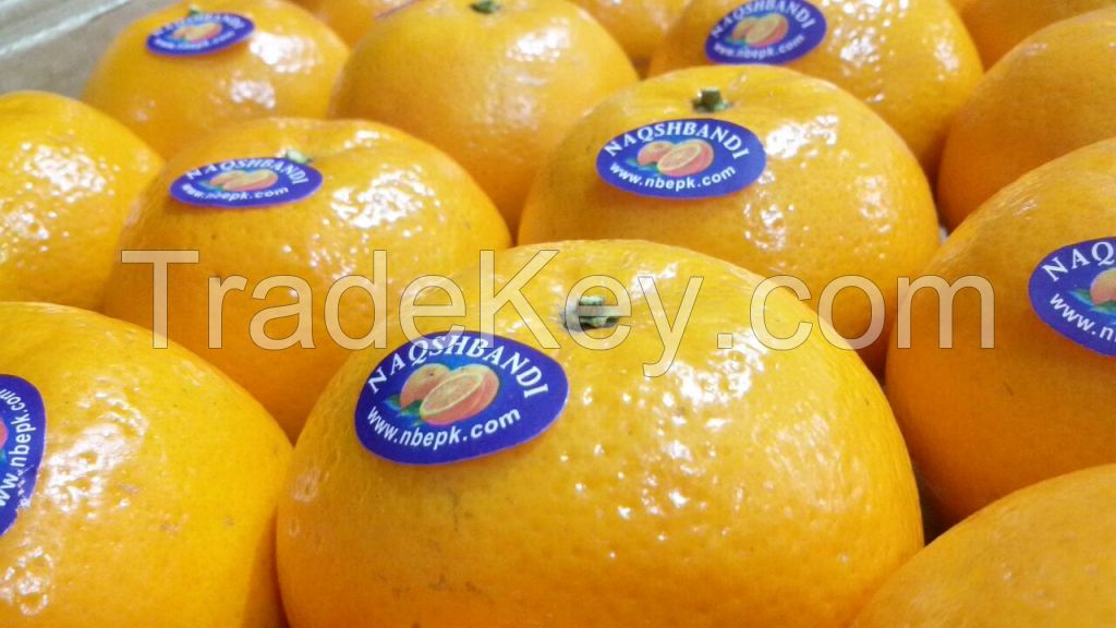 Fresh Mandarin (Kino) Oranges from Pakistan