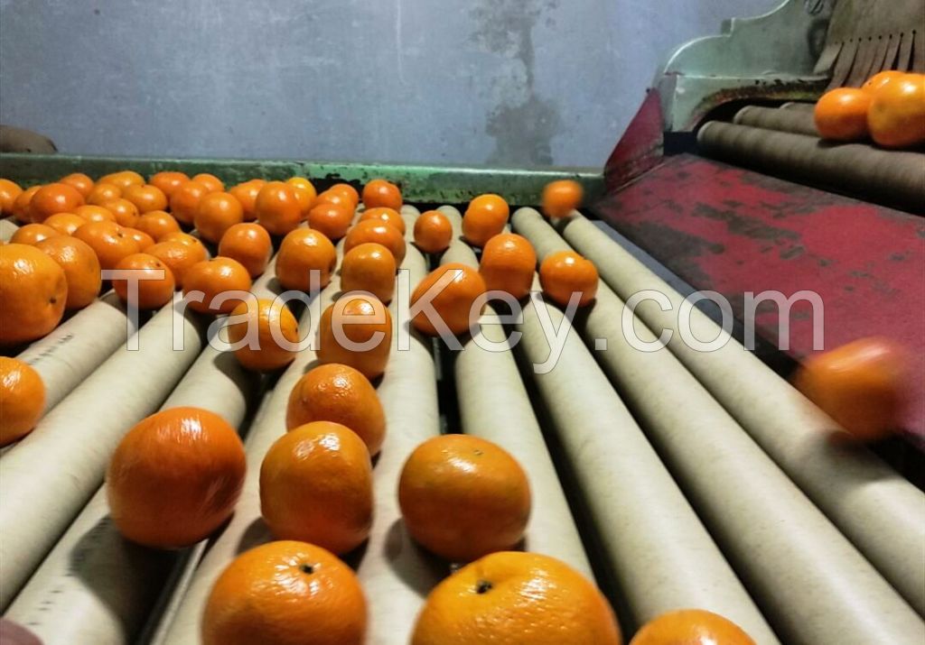 Fresh Mandarin (Kino) Oranges from Pakistan